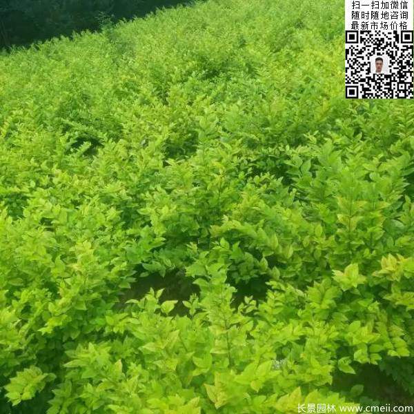 高度30公分40公分50公分金葉女貞苗苗圃現場圖片 高度30公分40公分50公分金葉女貞苗苗圃現場圖片