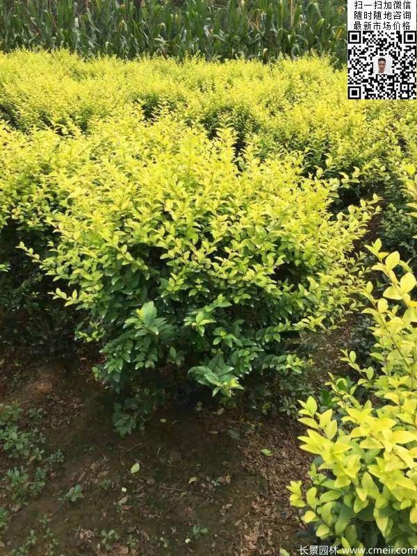 冠幅80公分和1米金葉女貞球圖片 冠幅80公分和1米金葉女貞球圖片