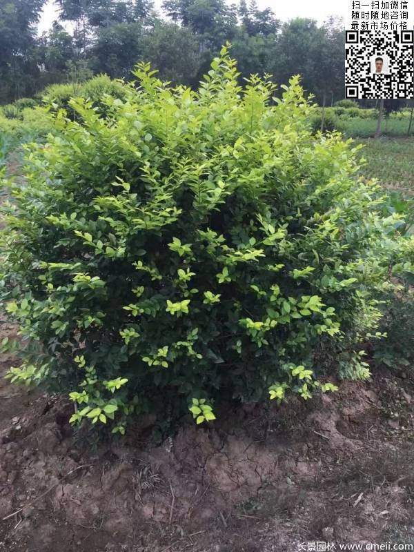 金葉女貞球--長景園林 金葉女貞球--長景園林