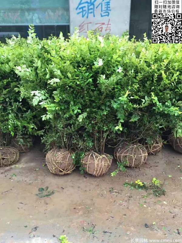 冠幅1.3米1.4米金葉女貞球圖片大量供應 冠幅1.3米1.4米金葉女貞球圖片大量供應