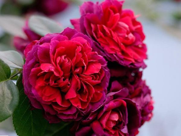 海格瑞(紅紫色)