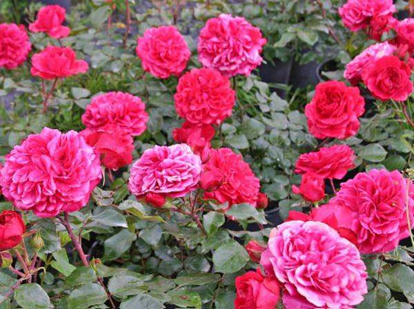 紅色達(dá)芬奇(開花很多)