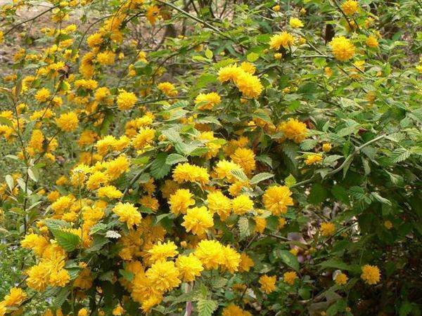 叢生棣棠 叢生棣棠