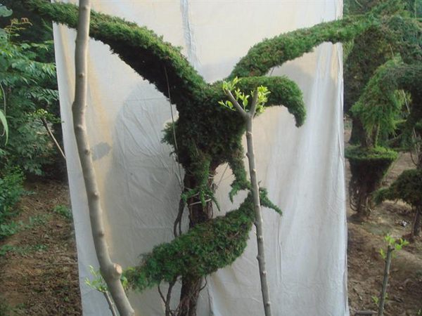 勁爆眼球的檜柏造型，心都醉了