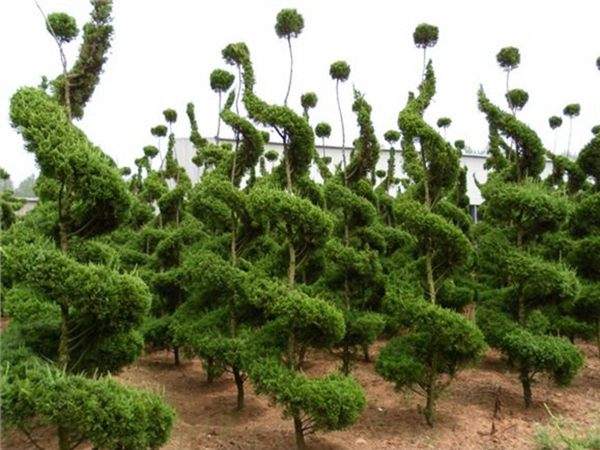 勁爆眼球的檜柏造型，心都醉了