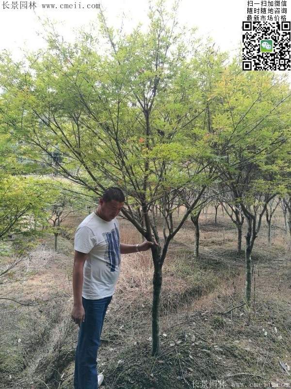 紅楓基地 紅楓基地