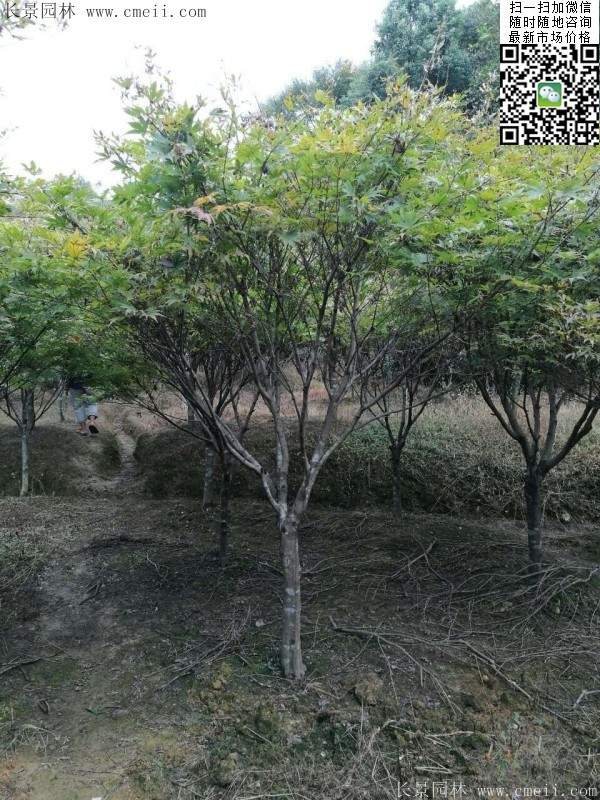 紅楓基地 紅楓基地