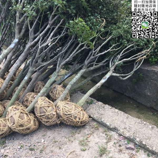 紅楓基地 紅楓基地