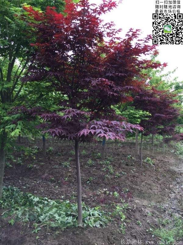 精品紅楓樹 精品紅楓樹