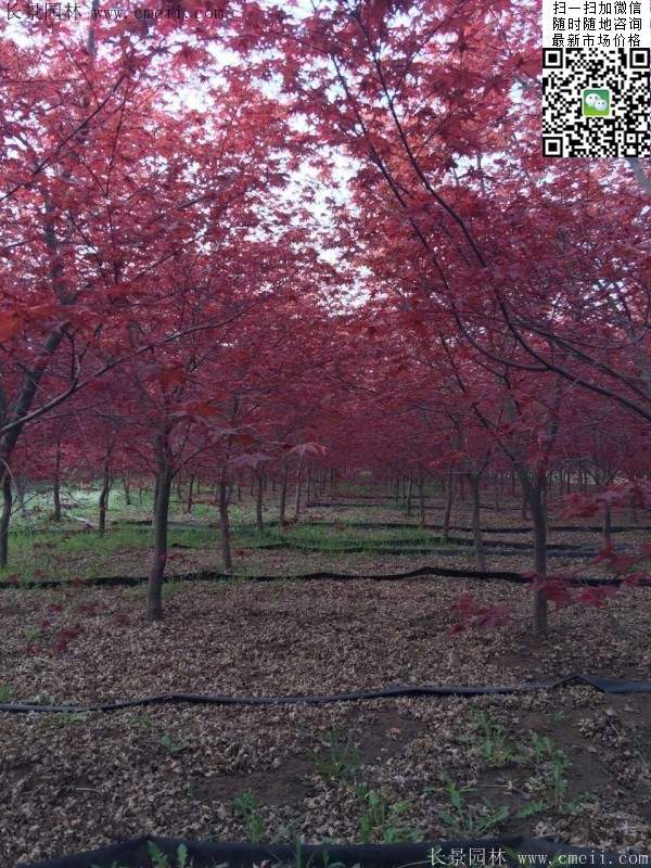 精品紅楓樹 精品紅楓樹