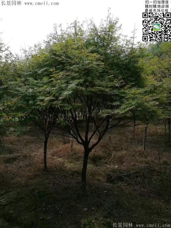 1.2、1.5、1.8米的紅楓樹 1.2、1.5、1.8米的紅楓樹