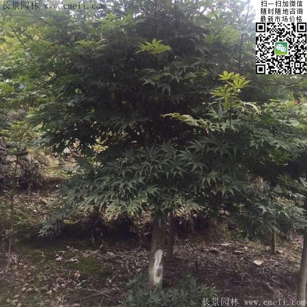 紅楓樹(shù) 紅楓樹(shù)