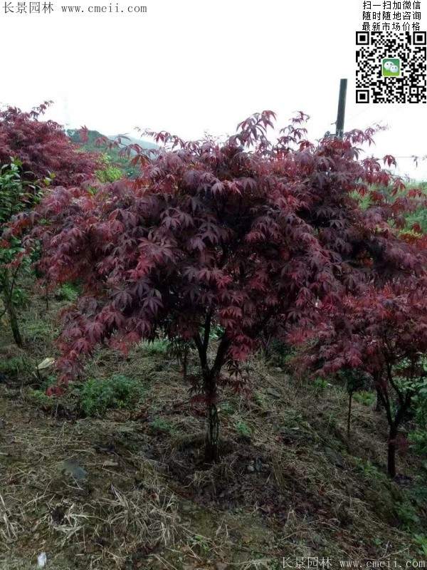 紅楓樹(shù) 紅楓樹(shù)