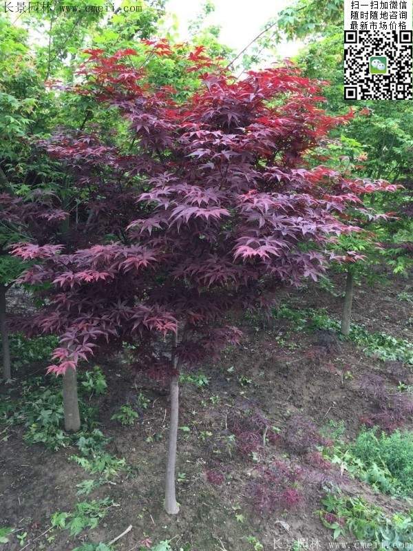 紅楓樹(shù) 紅楓樹(shù)