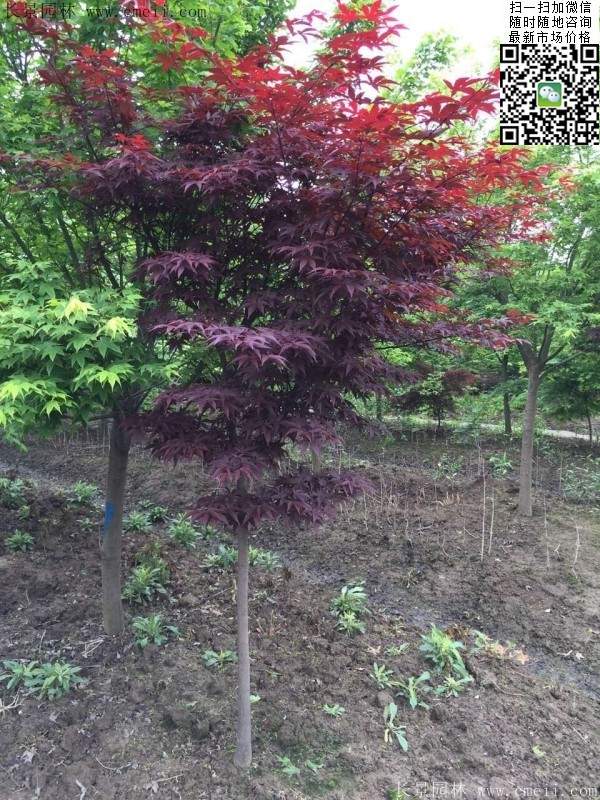 紅楓樹(shù) 紅楓樹(shù)