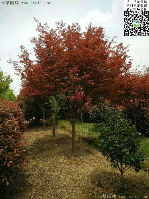 紅楓樹(shù) 紅楓樹(shù)