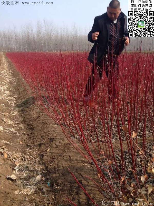 紅瑞木--長景園林 紅瑞木--長景園林