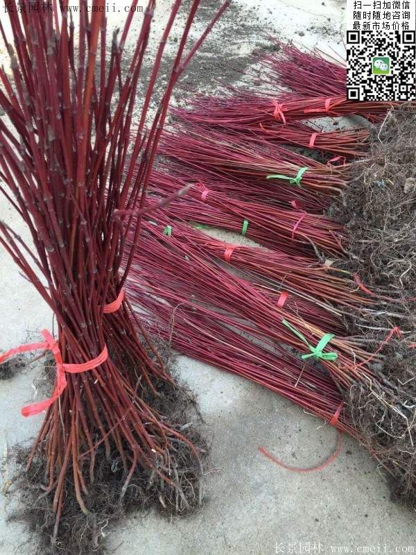 紅瑞木--長景園林 紅瑞木--長景園林