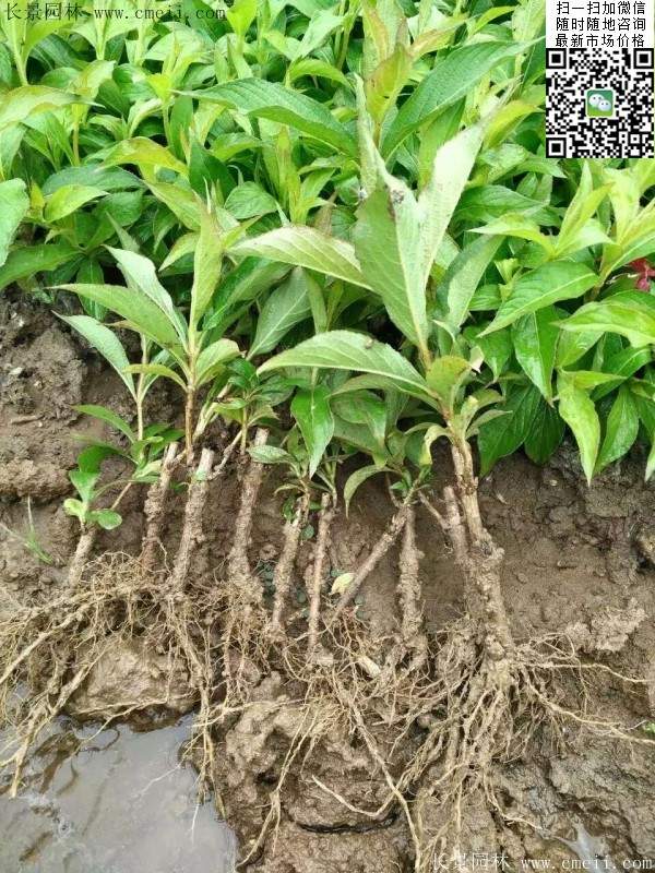 紅王子錦帶苗 紅王子錦帶苗