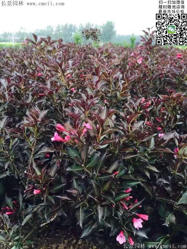 紅王子錦帶 紅王子錦帶