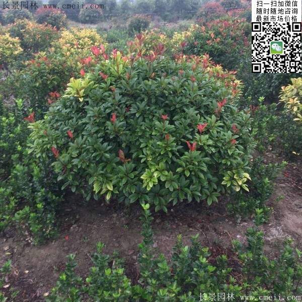 紅葉石楠--長景園林 紅葉石楠--長景園林