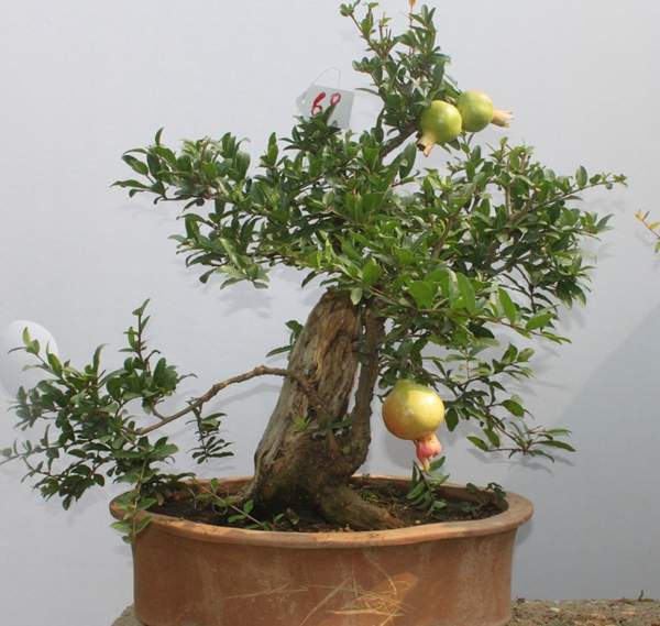 石榴盆景 石榴盆景