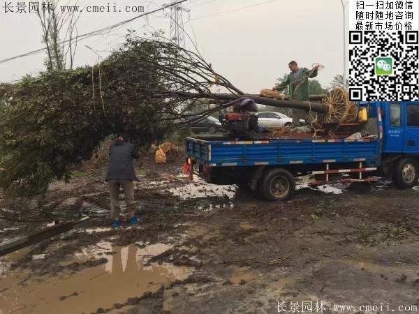 大規格櫸樹 大規格櫸樹