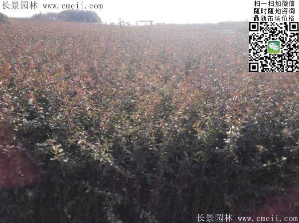 火棘苗--長景園林 火棘苗--長景園林