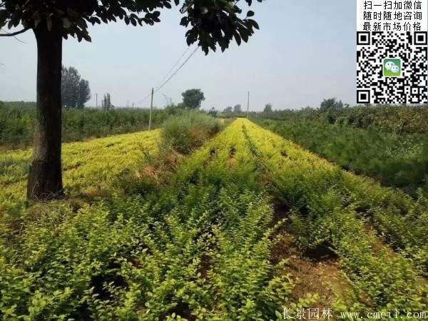 金葉女貞--長景園林 金葉女貞--長景園林