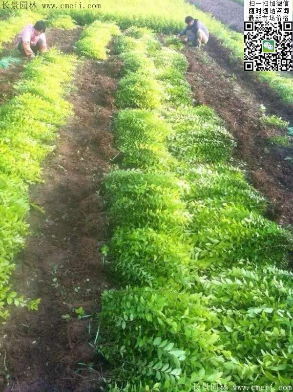 金葉女貞--長景園林 金葉女貞--長景園林