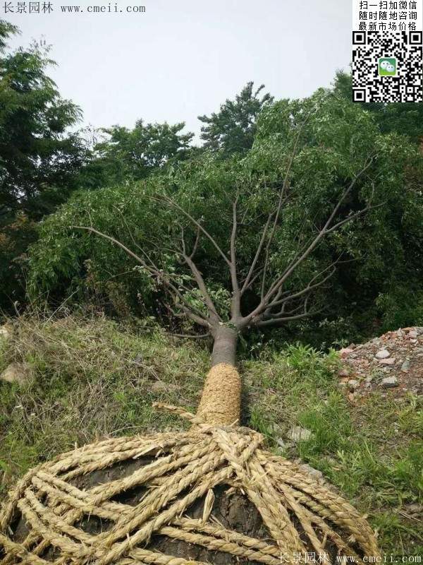 櫸樹綠化 櫸樹綠化