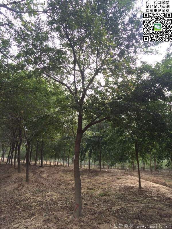 沭陽櫸樹基地照 沭陽櫸樹基地照