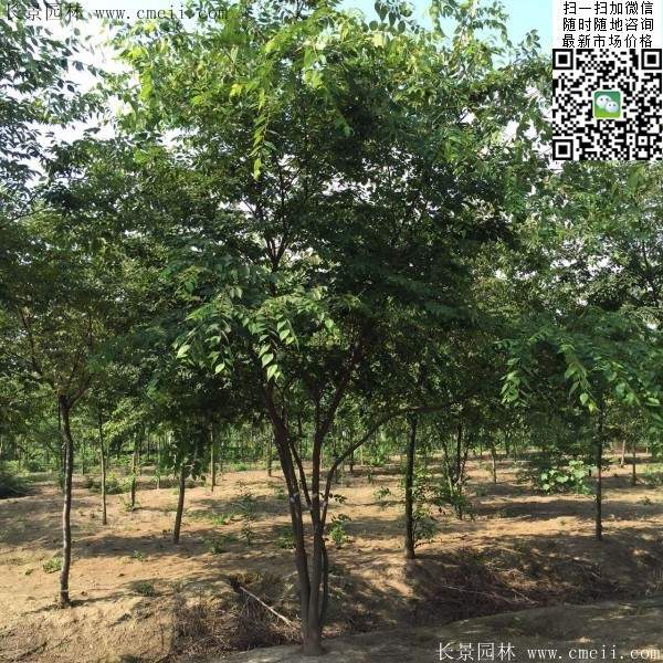 6-10公分胸徑的櫸樹價格 6-10公分胸徑的櫸樹價格