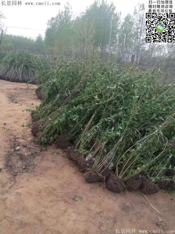 連翹--長景園林 連翹--長景園林