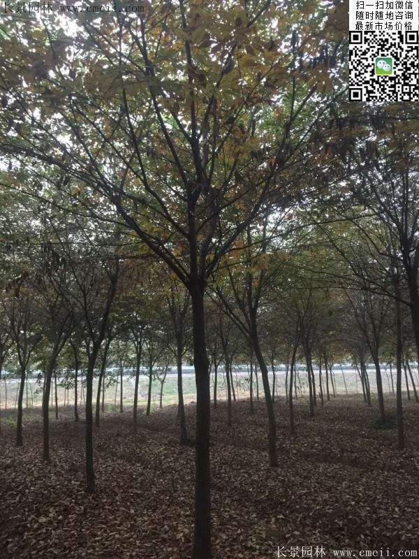 櫸樹前景 櫸樹前景