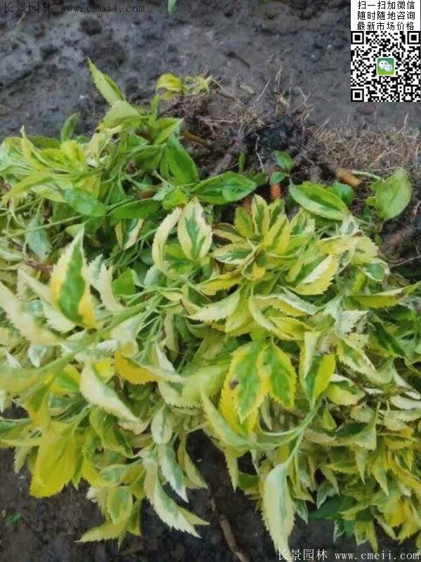 連翹--長景園林 連翹--長景園林