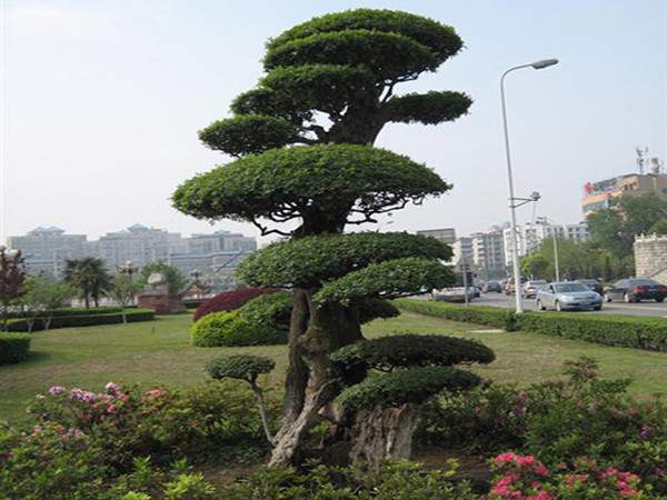 小葉女貞--長(zhǎng)景園林 小葉女貞--長(zhǎng)景園林