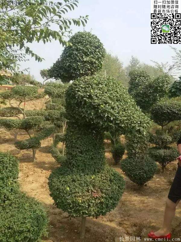 小葉女貞--長(zhǎng)景園林 小葉女貞--長(zhǎng)景園林
