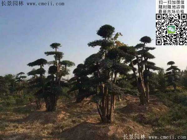 小葉女貞--長(zhǎng)景園林 小葉女貞--長(zhǎng)景園林