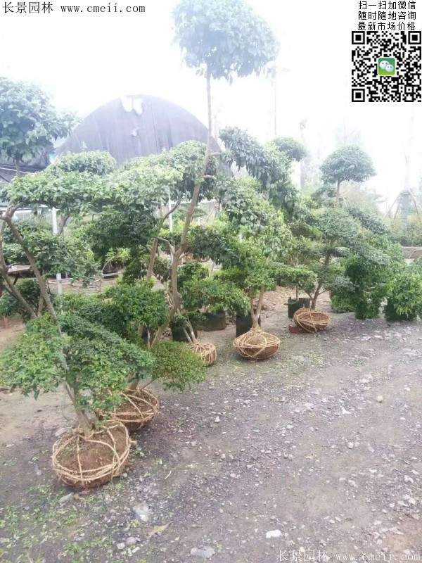 小葉女貞--長(zhǎng)景園林 小葉女貞--長(zhǎng)景園林