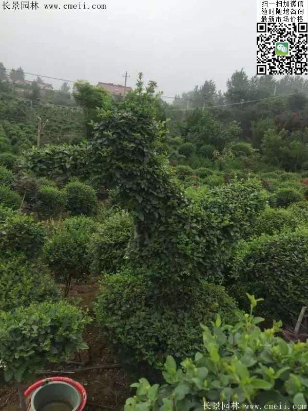 小葉女貞--長(zhǎng)景園林 小葉女貞--長(zhǎng)景園林
