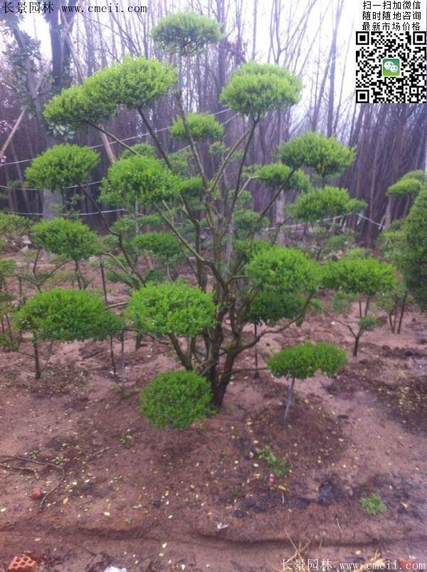 小葉女貞--長(zhǎng)景園林 小葉女貞--長(zhǎng)景園林