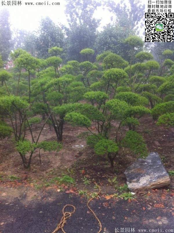 小葉女貞--長(zhǎng)景園林 小葉女貞--長(zhǎng)景園林