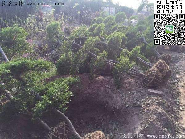小葉女貞--長(zhǎng)景園林 小葉女貞--長(zhǎng)景園林