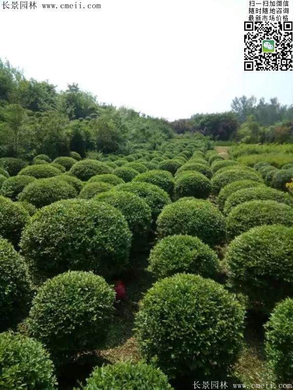 小葉女貞--長(zhǎng)景園林 小葉女貞--長(zhǎng)景園林