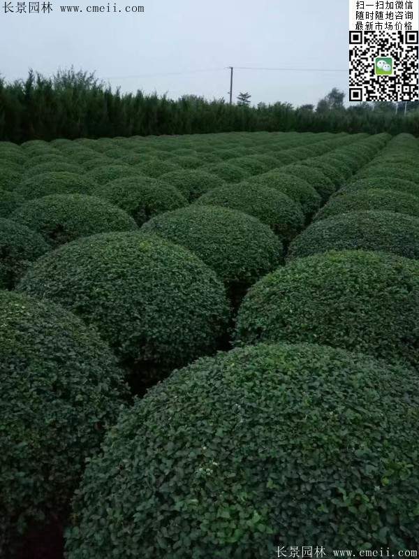 小葉女貞--長(zhǎng)景園林 小葉女貞--長(zhǎng)景園林