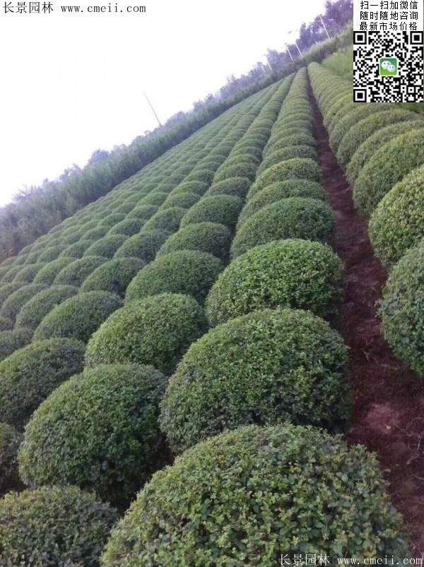 小葉女貞--長(zhǎng)景園林 小葉女貞--長(zhǎng)景園林