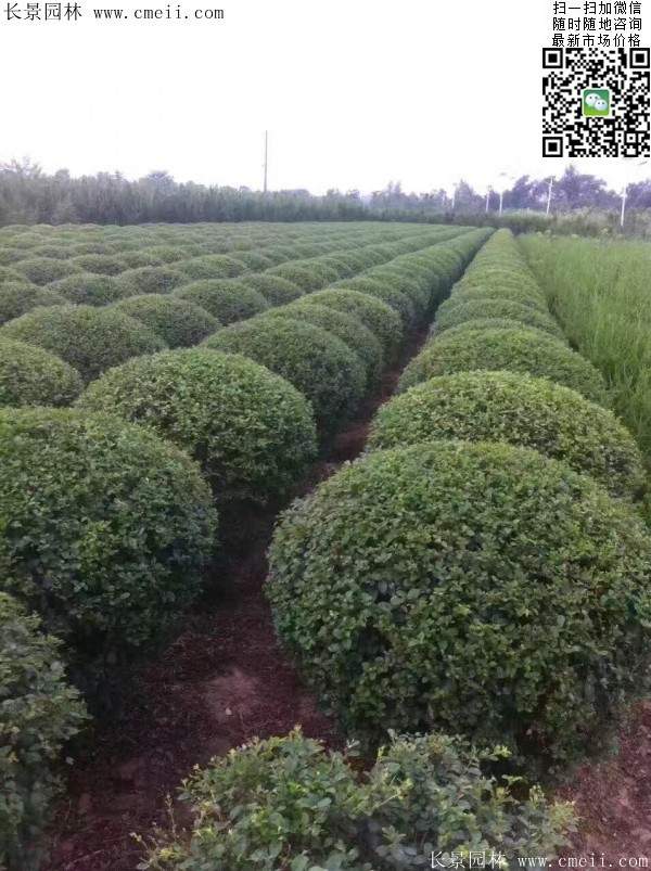 小葉女貞--長(zhǎng)景園林 小葉女貞--長(zhǎng)景園林