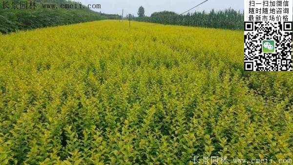 小葉女貞--長(zhǎng)景園林 小葉女貞--長(zhǎng)景園林