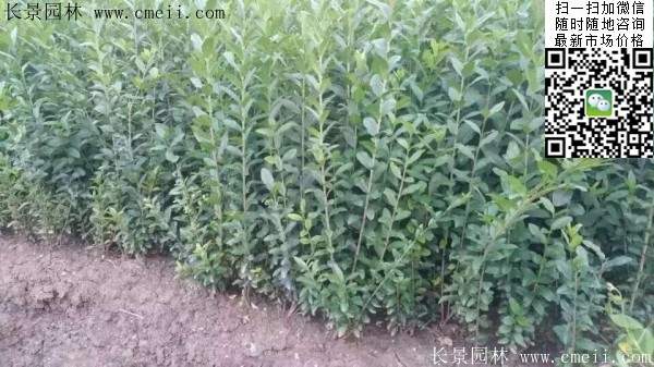 小葉女貞--長(zhǎng)景園林 小葉女貞--長(zhǎng)景園林